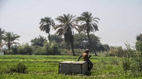 مصر تعلن اقتراب الاكتفاء الذاتي من السكر بعد إنتاج غير مسبوق
