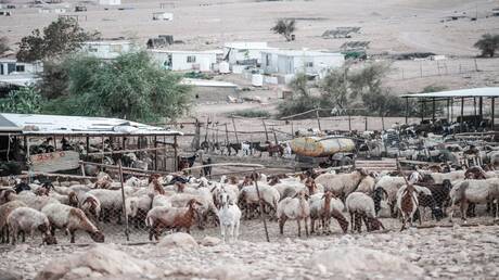 حتى الحيوانات لم تسلم.. مستوطنون إسرائيليون يقتلون 117 رأس غنم بالأغوار في الضفة الغربية